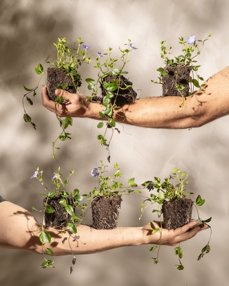 Three pairs of hands working together at a community garden bed, planting seedlings.