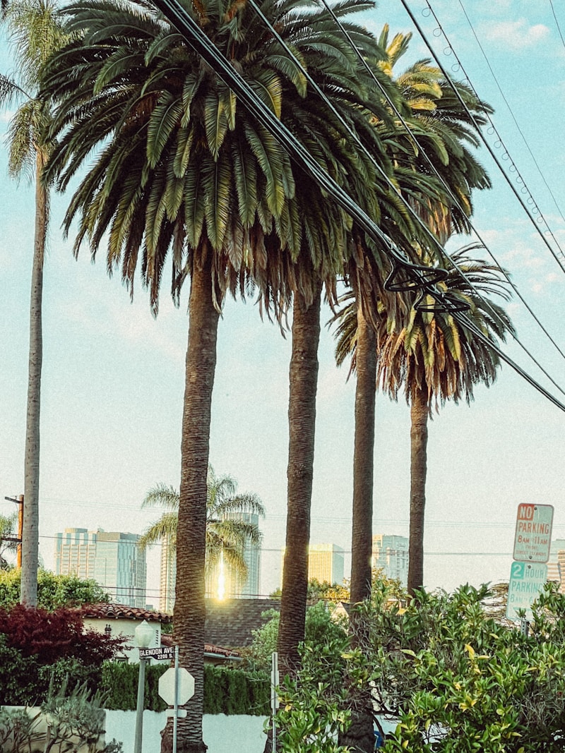 A residential street in Los Angeles in late afternoon light, with palm trees and small homes.